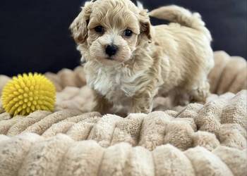 Maltipoo piękny chłopiec