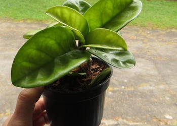 Hoya Krinkle 8 nr 5 ukorzeniona sadzonka