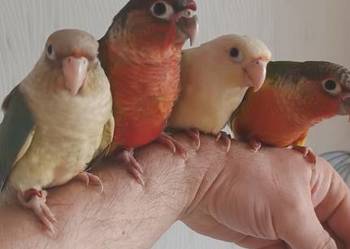 Papugi rudosterki ręcznie karmione