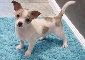 Chihuahua piesek merle z biały