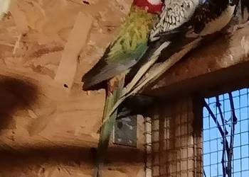 Para lęgowa rozelli bialolicej