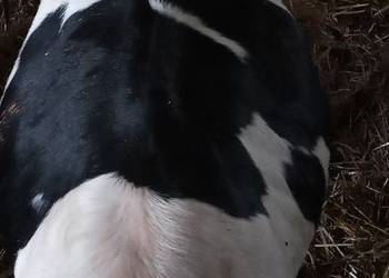 Sprzedam byczki mieszańce 4 sztuki