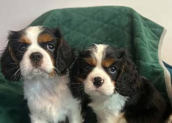 Cavalier King Charles Spaniel – szczeniaki na sprzedaż
