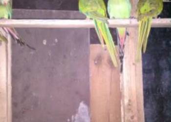 Sprzedam 2 letnie samiczki  i samce barabandy