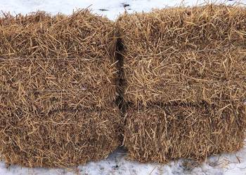 Słoma żytnia w kostce podłoże do ścielenia dla zwierząt