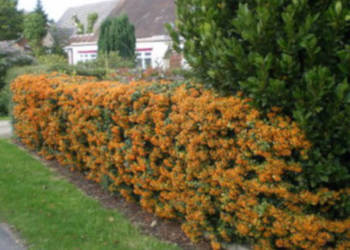 OGNIK SZKARŁATNY Orange Glow - sadzonki w doniczkach