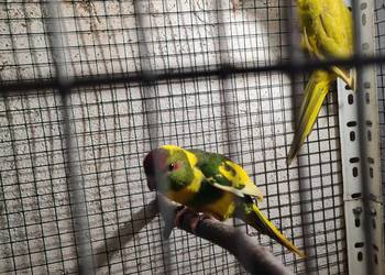 Krasnopiórki ,krageny , kozy