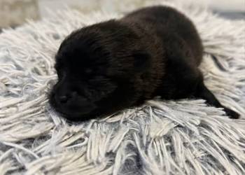 Szpic miniaturowy pomeranian