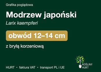 Modrzew japoński (Larix kaempferi) obwód 12-14 cm, z bryłą – HURT