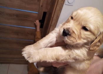 Szczenięta Golden retriever Miot '' B''