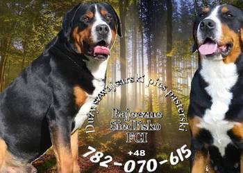 Duży Szwajcarski Pies Pasterski szczeniak szczeniaki szczenięta hodowla FCI