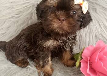Gotowa do odbioru czekolada suczka rasy Shih-Tzu