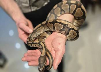 Python królewski gravel