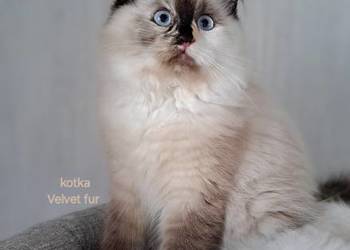 Kotka neva masquerade syberyjska szylkret tortie