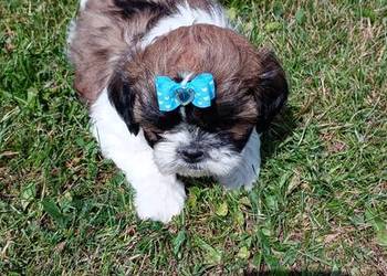 Szczeniaki shih tzu