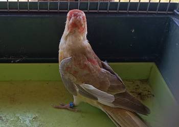 2 samice świergotki