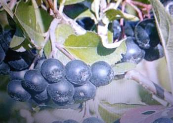 Aronia ekologiczna.