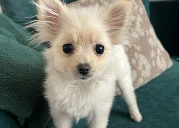 szpic miniaturowy - suczka