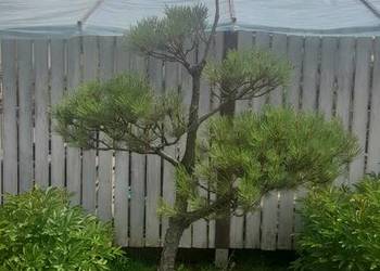 Sosna czarna bonsai ogrodowy
