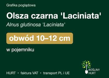 Olsza czarna 'Laciniata' obwód 10-12 cm, w pojemniku – HURT