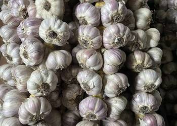 Sprzedam polski czosnek Harnaś