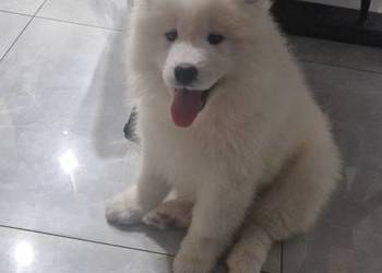 Szczeniaki rasy samoyed gotowe do odbioru