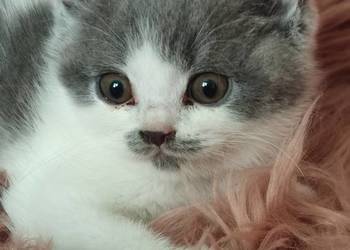 Brytyjski krótkowłosy