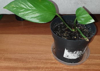 Epipremnum, epi, mała roślina Epipremnum, epi, mała roślina