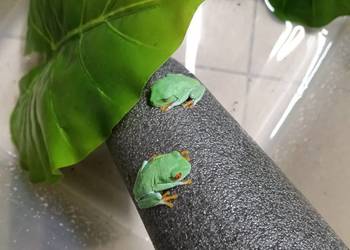 Chwytnice czerwonookie