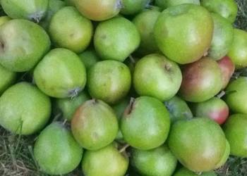 Jabłka dla zwierząt Jabłka dla zwierząt