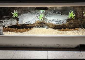 Terrarium hodowlane dla żółwia greckiego gekona lamparciego