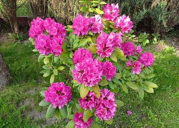 Różanecznik rododendron