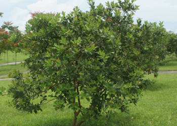 GUJAWA POSPOLITA Psidium guajava NASIONA 10000 sztuk - 100g.