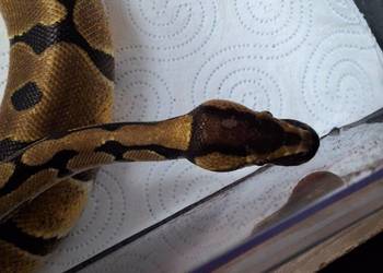 Pyton królewski classic samica