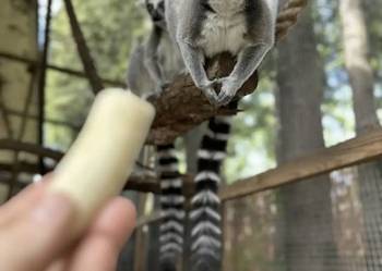 Lemur kata - para