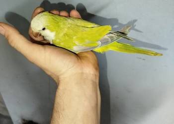 Samica mnich niziny 2.5 roku