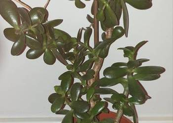 Grubosz, crassula, drzewko szczęścia, duża roślina, nr 1