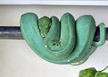 Pyton zielony, Morelia Viridis, Cyklop