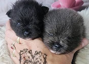 Pomeranian Szpic Miniaturowy piesek Blue&White dla Konsenera.