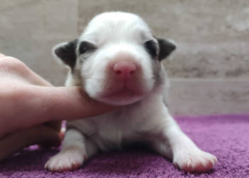 Rasowy pies bluemerle Border Collie z pełną dok. przebadani rodzice