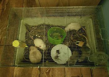 Sprzedam szczury hodowane