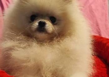 Pomeranian 4m-ce suczka kremowa