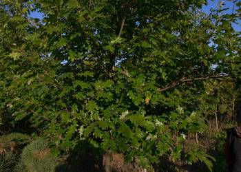 Dąb czerwony (Quercus rubra) obwód 16-18 cm, z gruntu – HURT