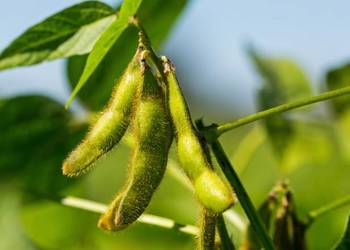 Soja AMIATA - Top Farms nasiona