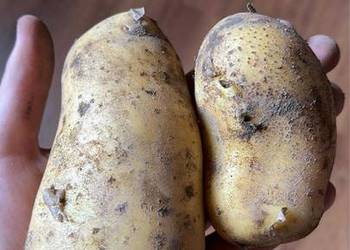 Ziemniaki bellarosa Soraya Ziemniaki bellarosa Soraya