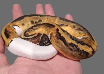 Pyton Królewski Piebald