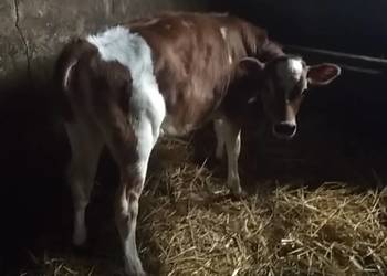 Sprzedam jałówkę cielę 3 miesiące