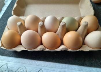 Sprzedam swojskie jajka