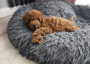 Piesek toy red brown