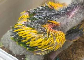 Papuga Amazonka Xanthopteryx